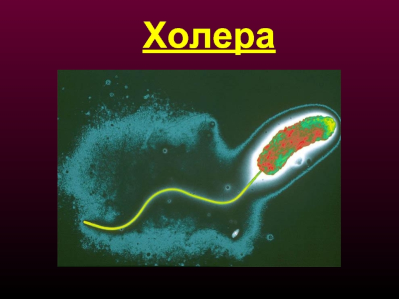 Виды холеры. Изображение вибрионы. Холера бактерия.